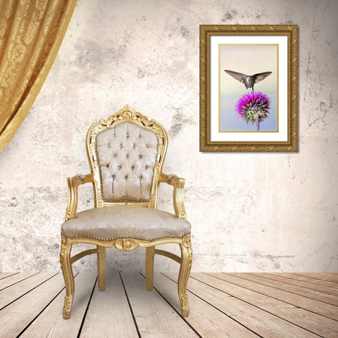 Black-chinned Hummingbird (Archilochus alexandri) feeding at thistle flowers Gold Ornate Wood Framed Art Print with Double Matting by Ditto, Larry