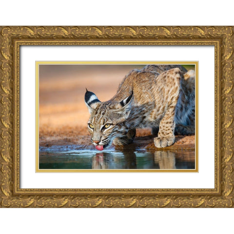 Bobcat (Lynx rufus) drinking Gold Ornate Wood Framed Art Print with Double Matting by Ditto, Larry