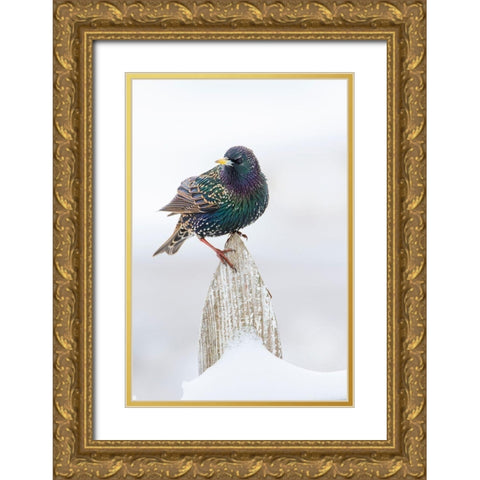 European Starling (Sturnus vulgaris) on picket fence Gold Ornate Wood Framed Art Print with Double Matting by Ditto, Larry