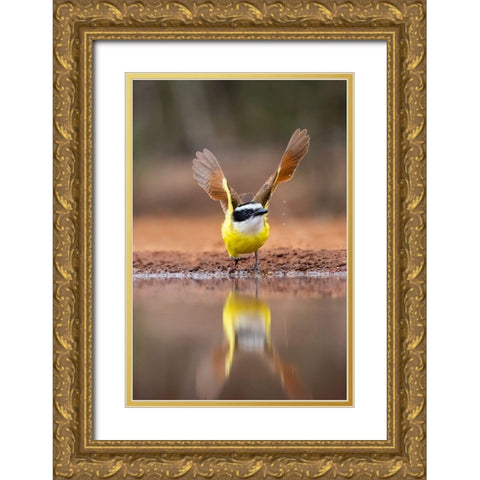 Great Kiskadee (Pitangus sulphuratus) flushing Gold Ornate Wood Framed Art Print with Double Matting by Ditto, Larry