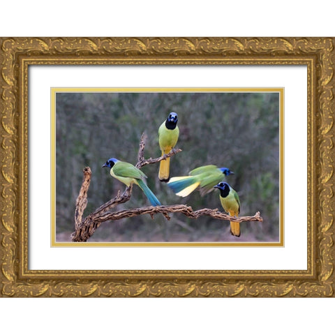 Green Jays (Cyanocorax yncas) perched Gold Ornate Wood Framed Art Print with Double Matting by Ditto, Larry