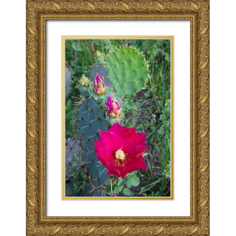 Prickly Pear Cactus (Opuntia sp) blooming Gold Ornate Wood Framed Art Print with Double Matting by Ditto, Larry