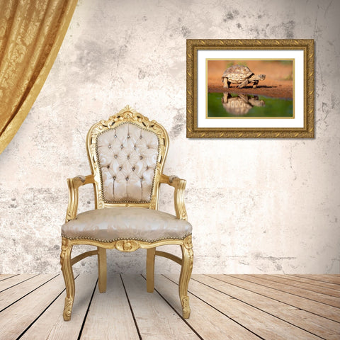 Texas Tortoise (Gopherus berlandieri) walking Gold Ornate Wood Framed Art Print with Double Matting by Ditto, Larry