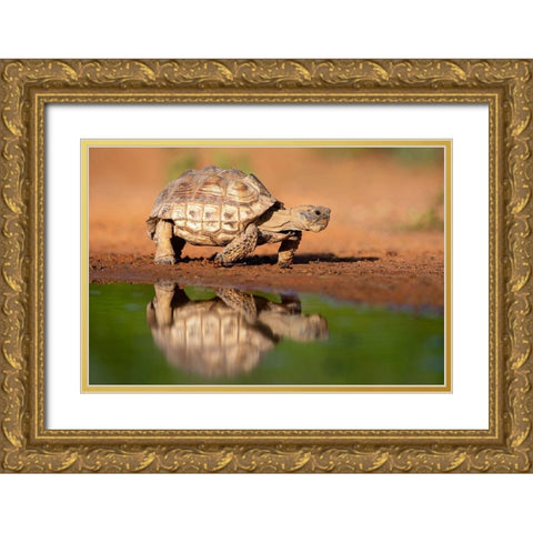 Texas Tortoise (Gopherus berlandieri) walking Gold Ornate Wood Framed Art Print with Double Matting by Ditto, Larry