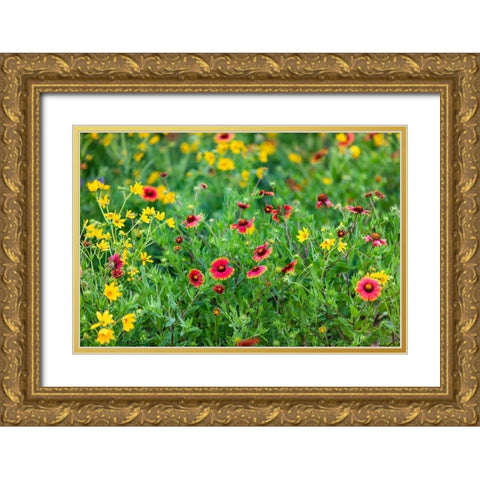 Firewheels (Gaillardia pulchella) in bloom Gold Ornate Wood Framed Art Print with Double Matting by Ditto, Larry