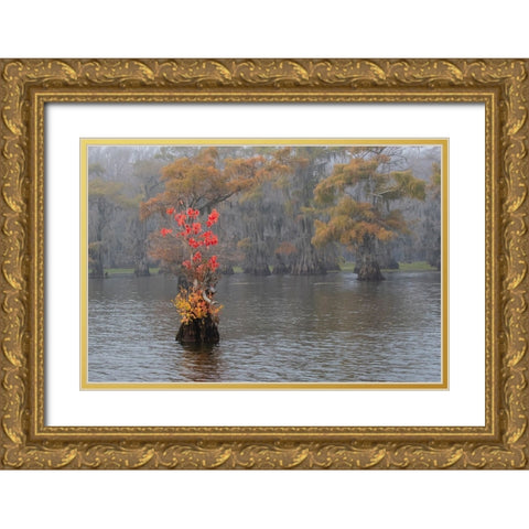 Caddo Lake- Texas with Chinese tallow in fall color Gold Ornate Wood Framed Art Print with Double Matting by Ditto, Larry