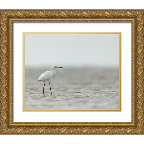 Reddish egret-white phased-Egret rufescens-Bolivar Flats-Texas Gold Ornate Wood Framed Art Print with Double Matting by Pryor, Maresa