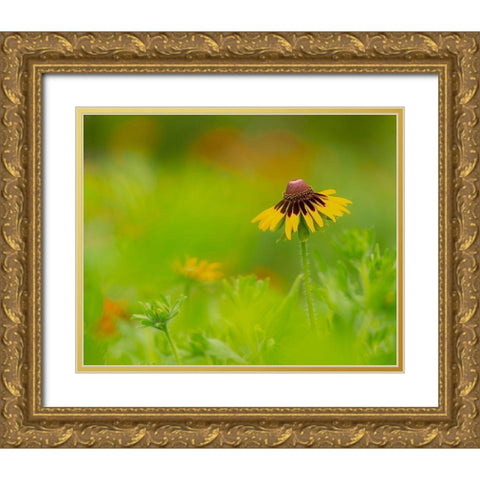 Butterfly garden at the Willows trail-Anahuac National Wildlife Refuge-Texas Gold Ornate Wood Framed Art Print with Double Matting by Pryor, Maresa
