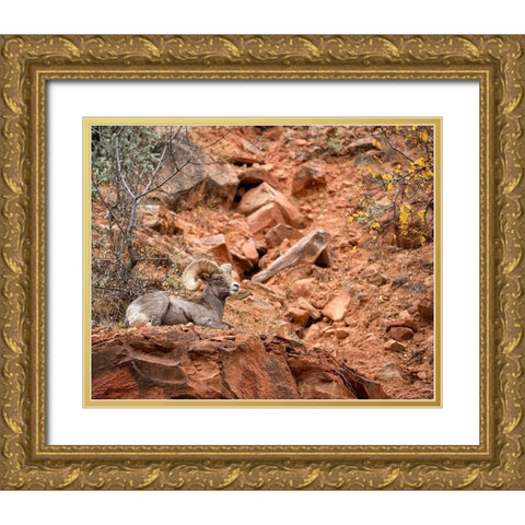 Utah-Zion National Park-Bighorn sheep ram surveys his domain Gold Ornate Wood Framed Art Print with Double Matting by Collins, Ann