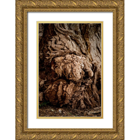 USA-Utah-Torrey Capitol Reef National Park-The Mail Tree-Fremont Cottonwood Gold Ornate Wood Framed Art Print with Double Matting by Friel, Bernard