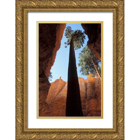 UT, Bryce Canyon Tall pine in Wall Street canyon Gold Ornate Wood Framed Art Print with Double Matting by Young, Bill
