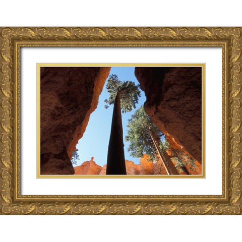UT, Bryce Canyon Tall pine in Wall Street canyon Gold Ornate Wood Framed Art Print with Double Matting by Young, Bill
