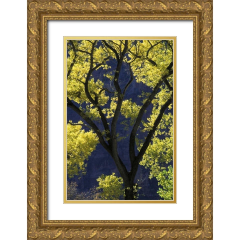 UT, Zion NP, Grotto Backlit cottonwood in autumn Gold Ornate Wood Framed Art Print with Double Matting by Young, Bill