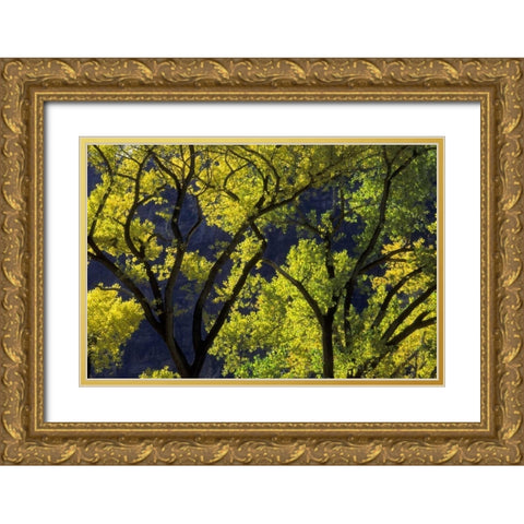 UT, Zion NP, Grotto Backlit cottonwood in autumn Gold Ornate Wood Framed Art Print with Double Matting by Young, Bill