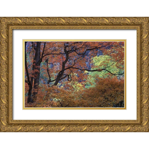 UT, Zion NP Maple tree with orange autumn leaves Gold Ornate Wood Framed Art Print with Double Matting by Young, Bill