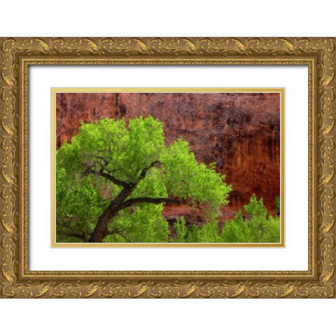 Utah, Arches NP Cottonwood tree against red rock Gold Ornate Wood Framed Art Print with Double Matting by Paulson, Don