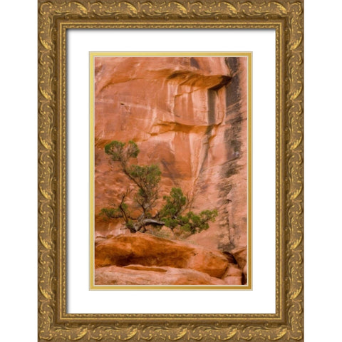UT, Long Canyon A juniper tree against the cliff Gold Ornate Wood Framed Art Print with Double Matting by Paulson, Don