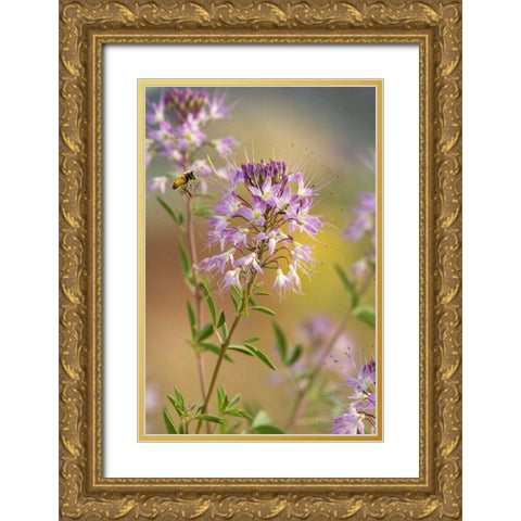 Utah Honey bee landing on mountain bee plant Gold Ornate Wood Framed Art Print with Double Matting by Welling, Dave