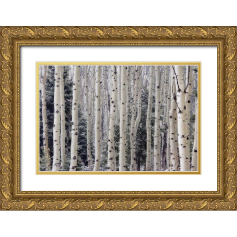 USA, Utah Aspen trees in Hells Backbone area Gold Ornate Wood Framed Art Print with Double Matting by Paulson, Don