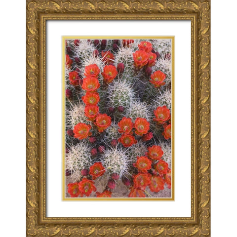 Utah, Canyonlands NP Claretcup cactus in bloom Gold Ornate Wood Framed Art Print with Double Matting by Paulson, Don