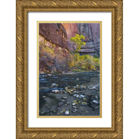 UT, Zion NP The Narrows with cottonwood trees Gold Ornate Wood Framed Art Print with Double Matting by Rotenberg, Nancy