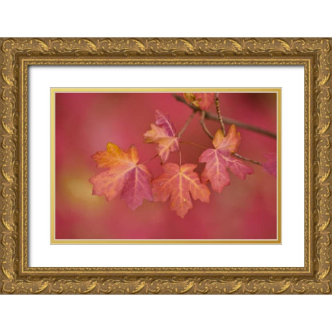 Utah, Zion NP Close-up of sawtooth maple branch Gold Ornate Wood Framed Art Print with Double Matting by Rotenberg, Nancy