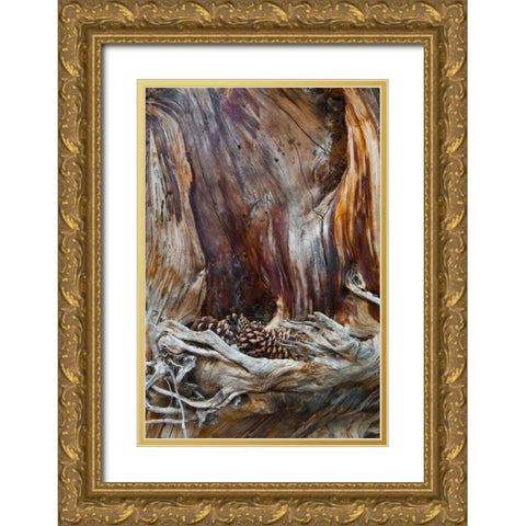 USA, Utah, Zion NP Trunk with fallen pine cones Gold Ornate Wood Framed Art Print with Double Matting by Rotenberg, Nancy