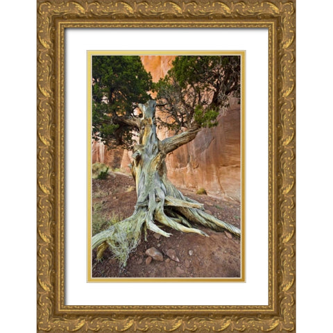 UT, Monument Valley Juniper tree in barren land Gold Ornate Wood Framed Art Print with Double Matting by Rotenberg, Nancy