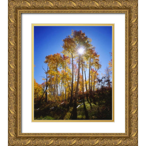 Utah, Fall colors of Aspen trees Gold Ornate Wood Framed Art Print with Double Matting by Talbot Frank, Christopher