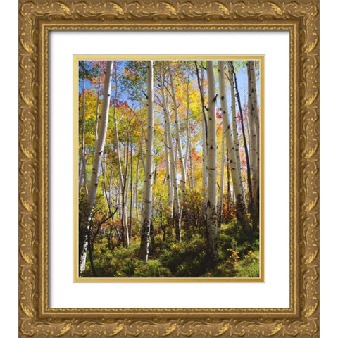 USA, Utah, Fall colors of Aspen trees Gold Ornate Wood Framed Art Print with Double Matting by Talbot Frank, Christopher