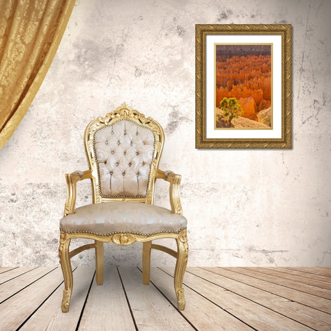 USA, Utah, Bryce Canyon NP Gold Ornate Wood Framed Art Print with Double Matting by Illg, Cathy and Gordon