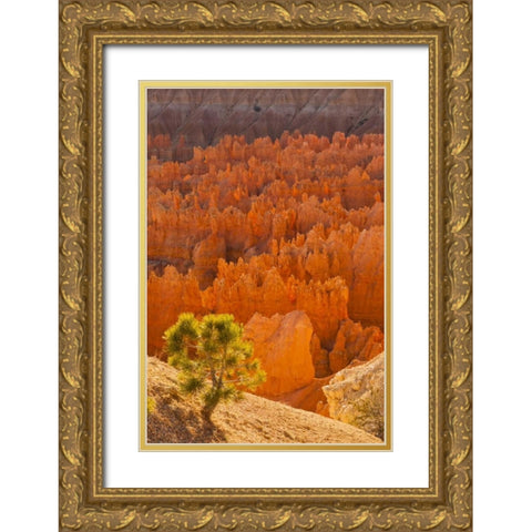 USA, Utah, Bryce Canyon NP Gold Ornate Wood Framed Art Print with Double Matting by Illg, Cathy and Gordon