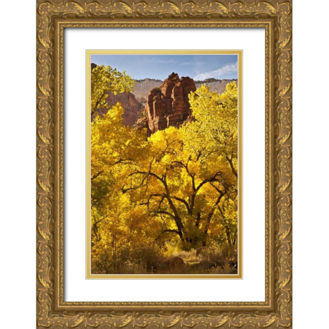 UT, Zion NP Autumn cottonwood and rock formation Gold Ornate Wood Framed Art Print with Double Matting by Illg, Cathy and Gordon