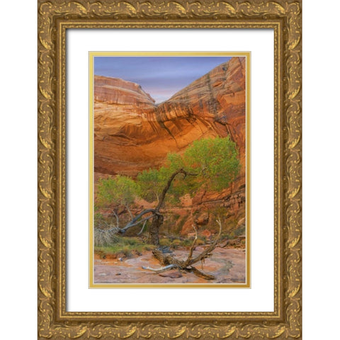 Utah, Glen Canyon Cottonwood tree in Pool Canyon Gold Ornate Wood Framed Art Print with Double Matting by Paulson, Don