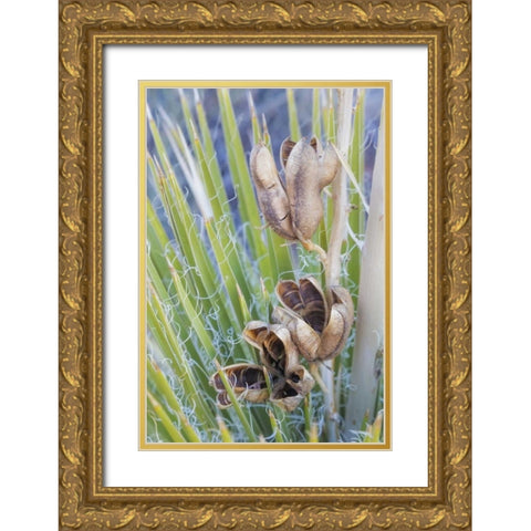 Utah, Glen Canyon A yucca plant with seed pods Gold Ornate Wood Framed Art Print with Double Matting by Paulson, Don