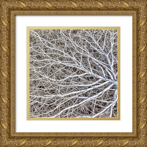 Utah, Glen Canyon NRA Close-up of tumble weed Gold Ornate Wood Framed Art Print with Double Matting by Paulson, Don