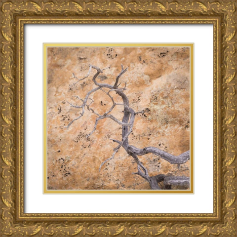 UT, Dixie NF Twisted dead branch and rock wall Gold Ornate Wood Framed Art Print with Double Matting by Paulson, Don