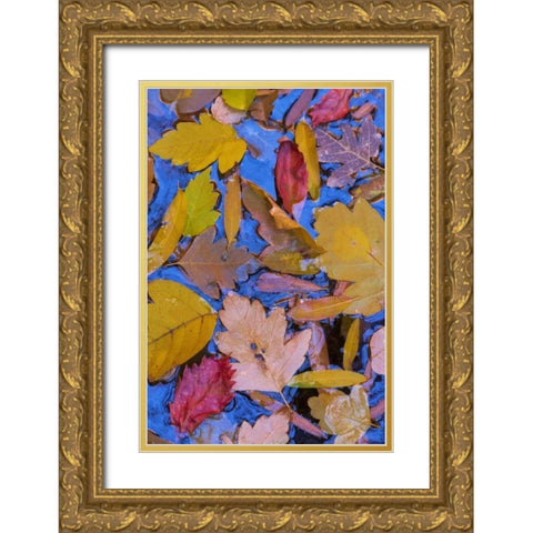 Utah, Glen Canyon Fall leaves floating on a pond Gold Ornate Wood Framed Art Print with Double Matting by Paulson, Don