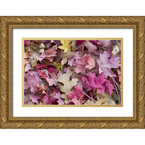 Utah, Zion NP Red maple and oak leaves Gold Ornate Wood Framed Art Print with Double Matting by Bush, Marie