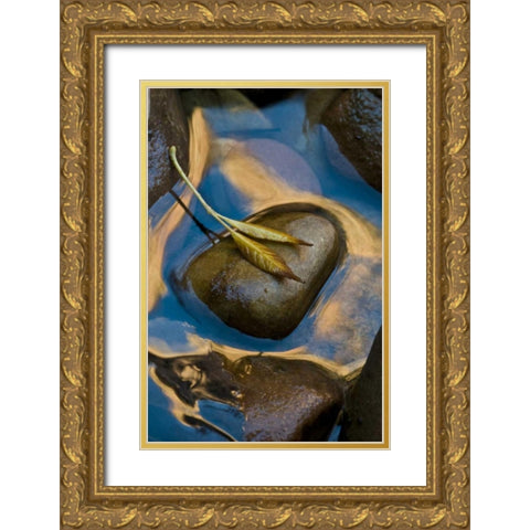 USA, Utah, Zion NP Leaf on rock in water Gold Ornate Wood Framed Art Print with Double Matting by Rotenberg, Nancy