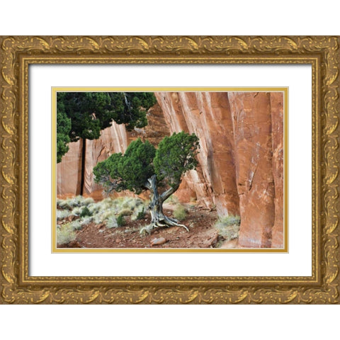 UT, Monument Valley Juniper tree in canyon Gold Ornate Wood Framed Art Print with Double Matting by Rotenberg, Nancy