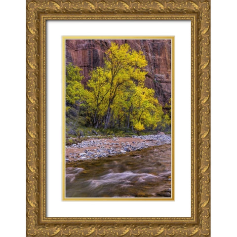 USA, Utah, Zion NP Stream in autumn scenic Gold Ornate Wood Framed Art Print with Double Matting by OBrien, Jay