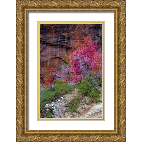 USA, Utah, Zion NP Cliff and autumn scenic Gold Ornate Wood Framed Art Print with Double Matting by OBrien, Jay