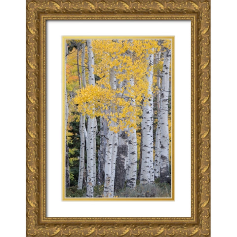 USA-Utah-Ashley National Forest Aspen forest in autumn Gold Ornate Wood Framed Art Print with Double Matting by Jaynes Gallery