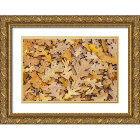 USA- Utah- Calf Creek Recreation Area. Dew on fallen oak leaves. Gold Ornate Wood Framed Art Print with Double Matting by Jaynes Gallery