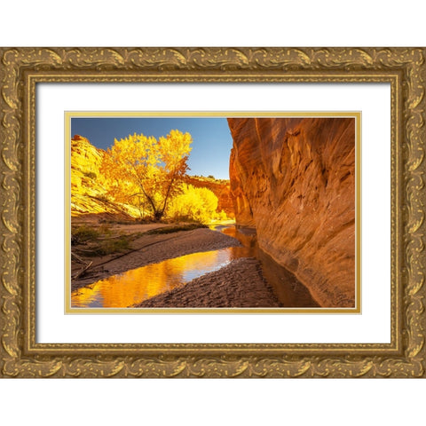USA- Utah- Grand Staircase Escalante National Monument. Harris Wash and cottonwood trees in fall. Gold Ornate Wood Framed Art Print with Double Matting by Jaynes Gallery