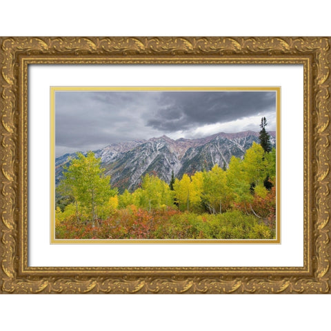 Fall Foliage in Little Cottonwood Canyon, Red Pine Trail, Wasatch-Cache National Forest, Utah. Gold Ornate Wood Framed Art Print with Double Matting by Garber, Howie