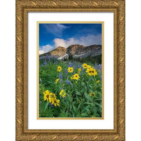 Arnica and lupine-Devils Castle-Albion Basin-Alta Ski Resort Wasatch Mountains Gold Ornate Wood Framed Art Print with Double Matting by Garber, Howie