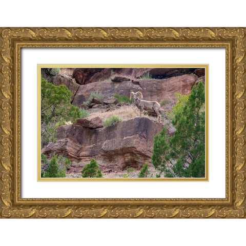 Big horn ram on cliff-Dinosaur National Monument-Utah-USA Gold Ornate Wood Framed Art Print with Double Matting by Garber, Howie