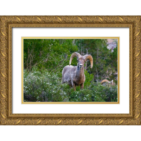 Big horn ram portrait in wildflowers-Dinosaur National Monument-Utah-USA Gold Ornate Wood Framed Art Print with Double Matting by Garber, Howie